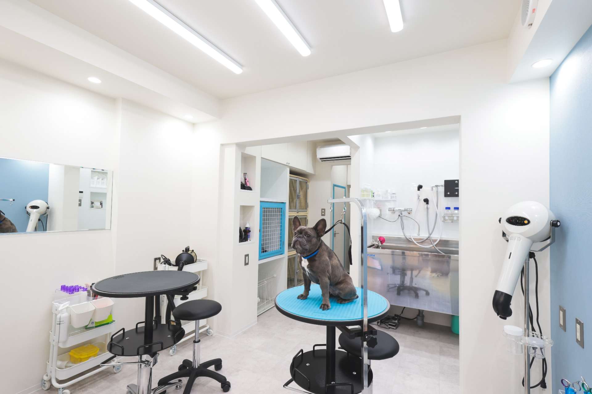 Dog Salon Pastel様 新装工事